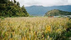 On the West Coast Wilderness Trail