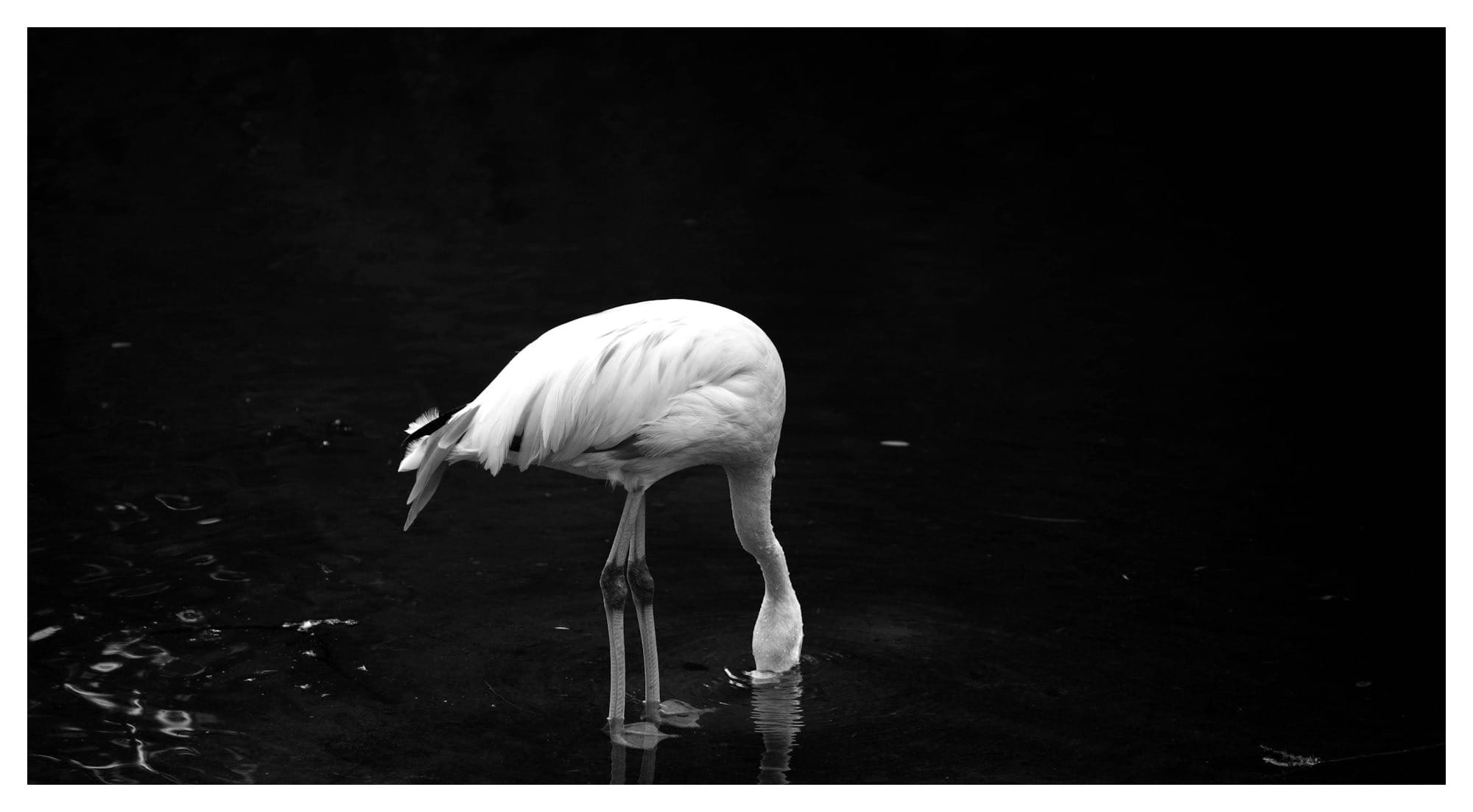 pink flamingo on body of water