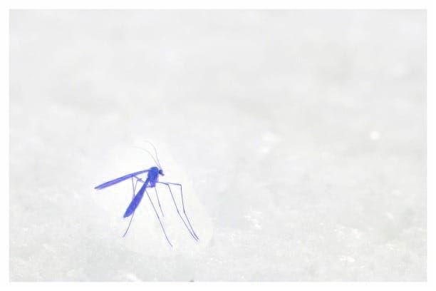 Mosquitos