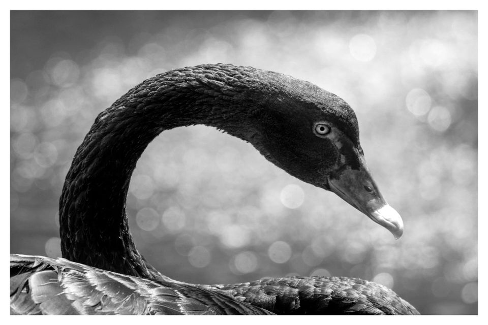 El Cisne Negro
