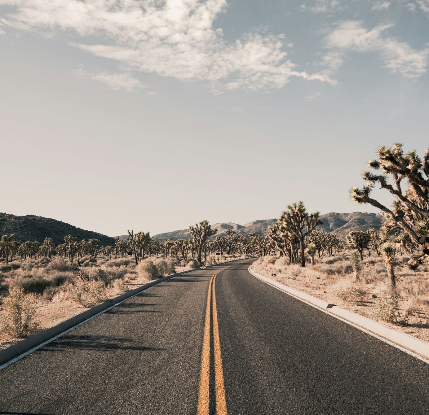 Photo of a paved road winding around a corner with desert trees and bushes along the path
