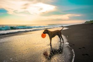 5 Best Pet Camera for Collars