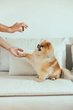 Freeze-Dried Salmon Treats for Dogs: A Healthy and Tasty Snack