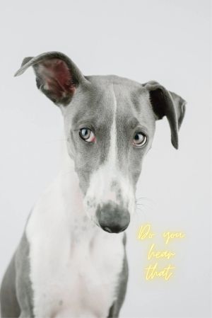 Dog Noise Cancelling Headphones to Keep them Calm