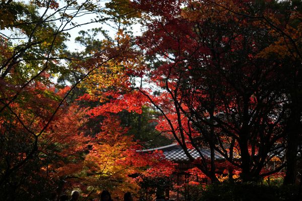 A photo of trees in autumn, with splashes of green, yellow and red. A tiled roof is visible through some of the trees in the background.