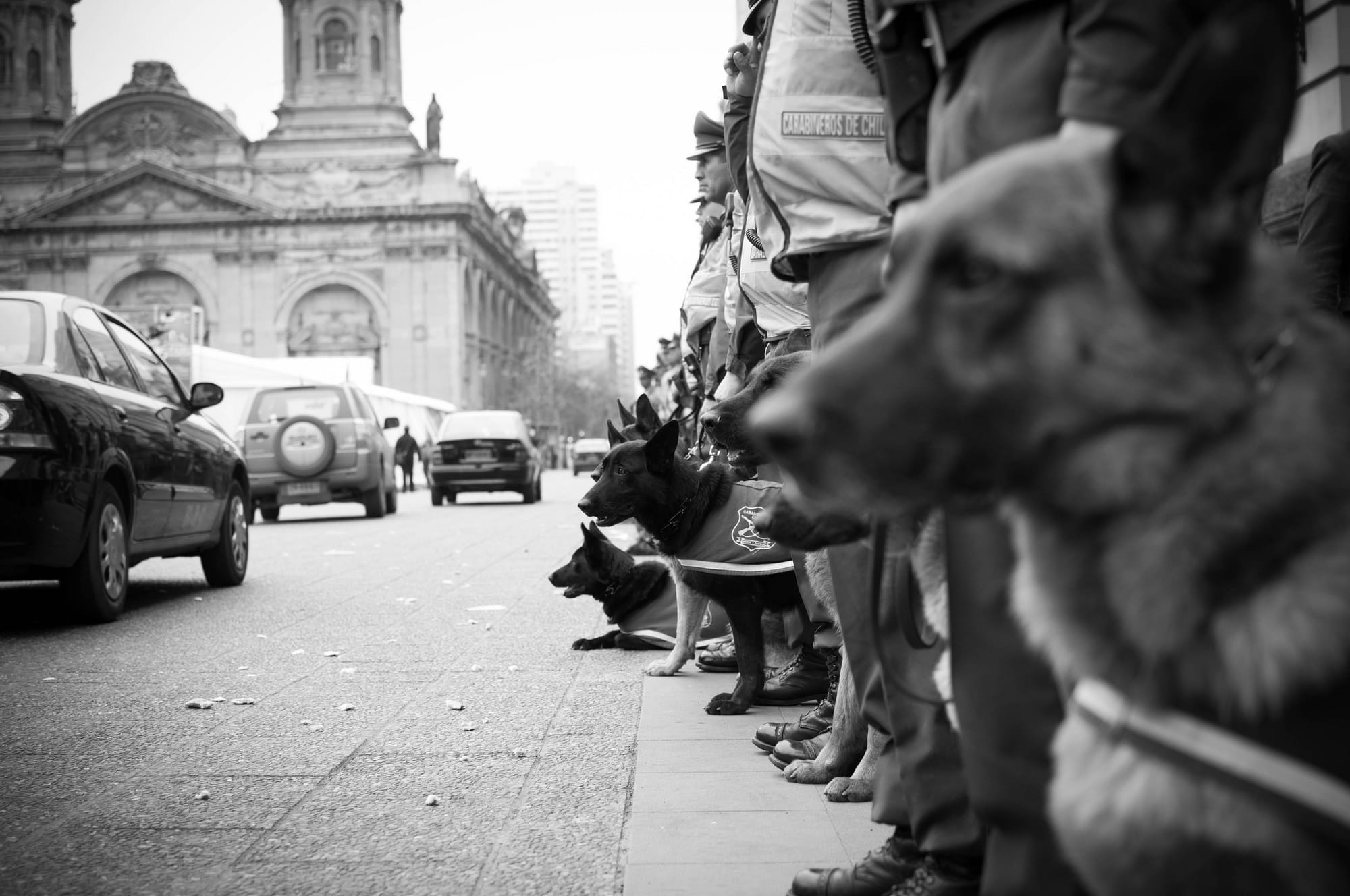 “Police Dogs” (Sergio, Flickr).