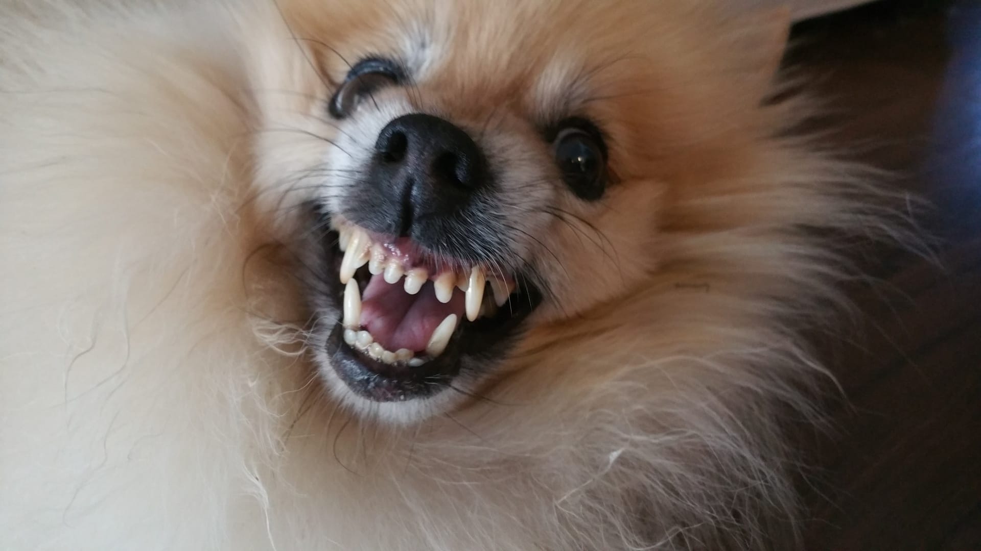 A really pissed off dog, looks like a Pomeranian. Its teeth are bared, and nose wrinkled.