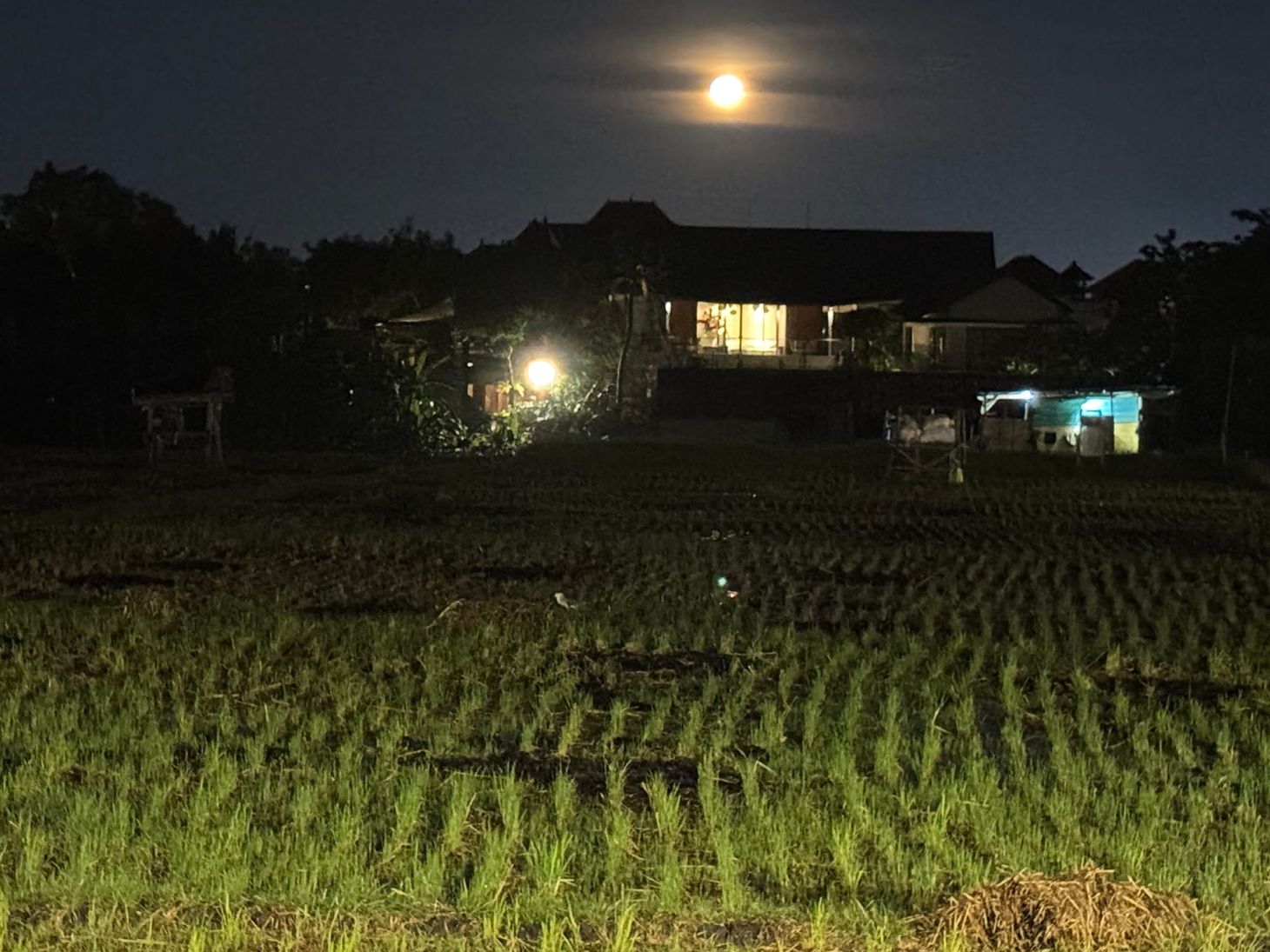Blick auf ein Reisfeld mit Haus im Hintergrund (privat)