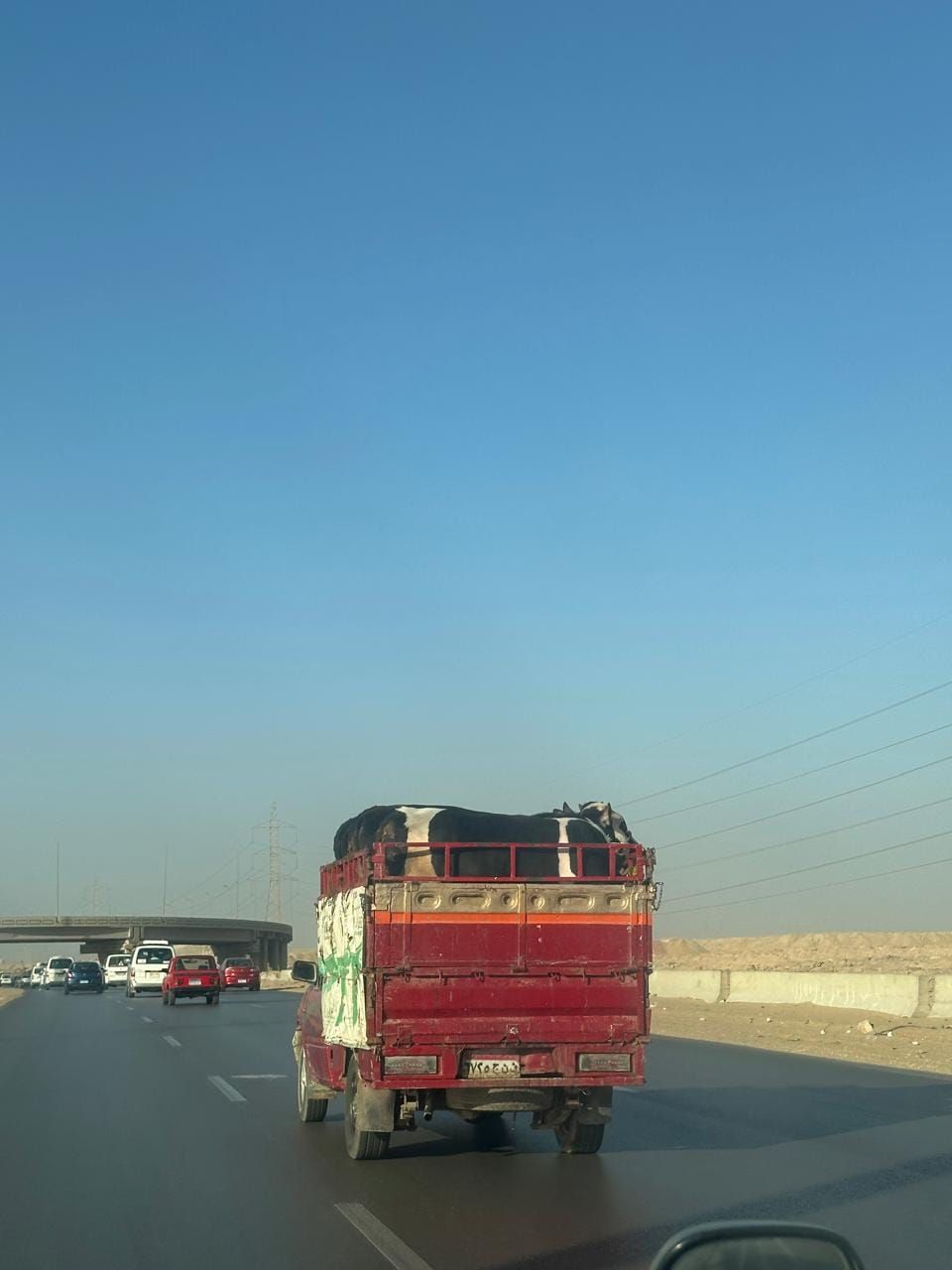 Kuhtransport (Privat)