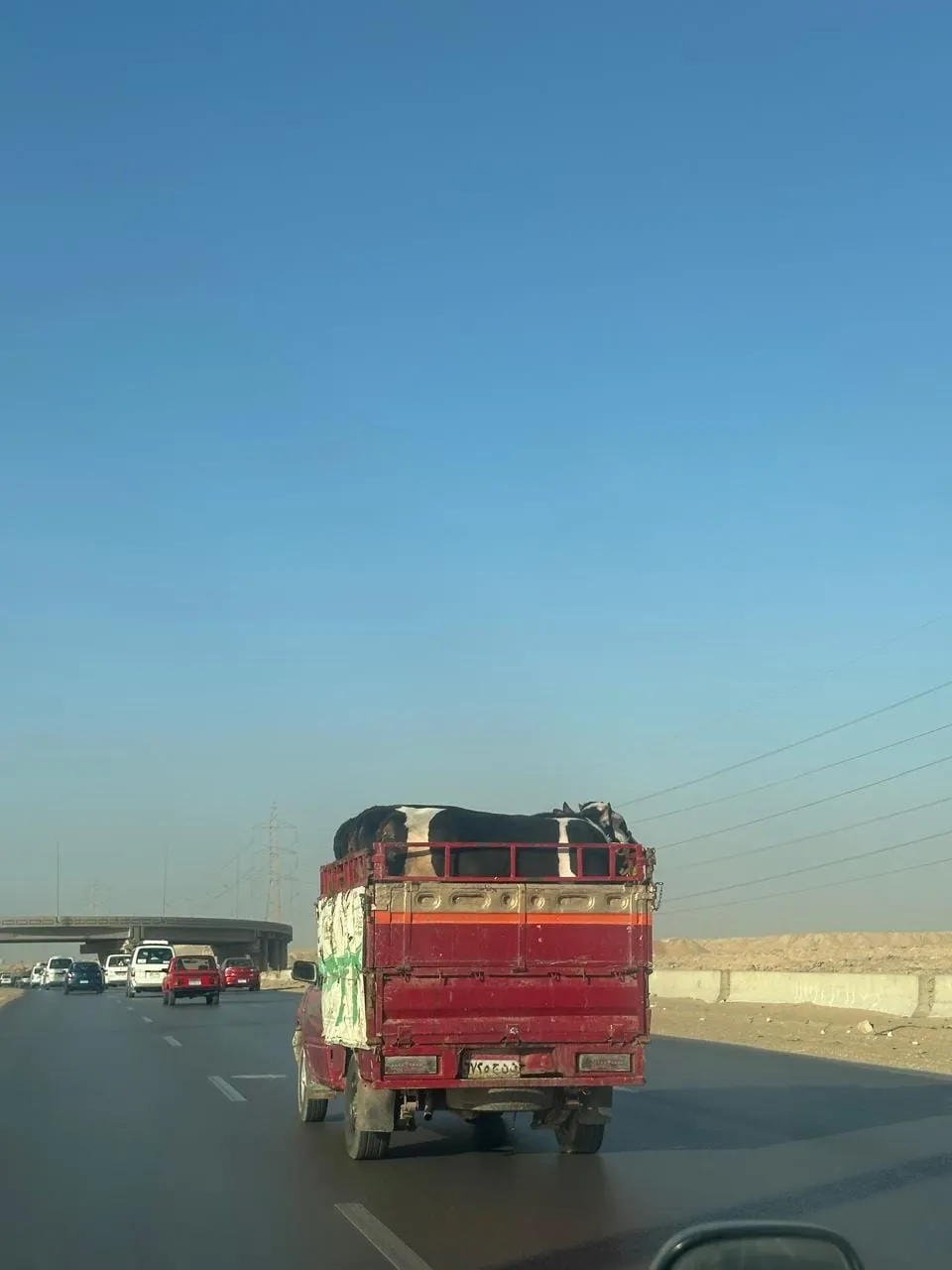 Kuhtransport (Privat)