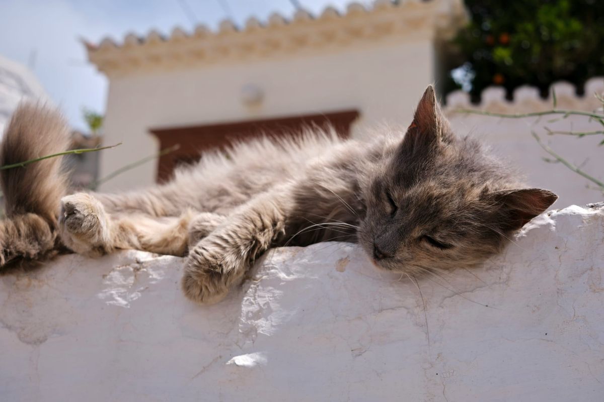 🧘🏽‍♀️ Cool Mind, Cool Body: Chill Strategies for Hot Days