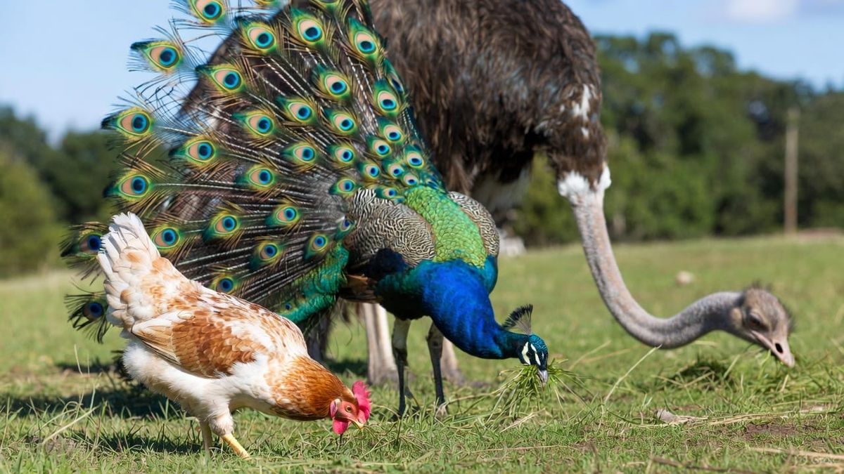 BC's Avian Flu: Chickens to Ostriches to Peacocks