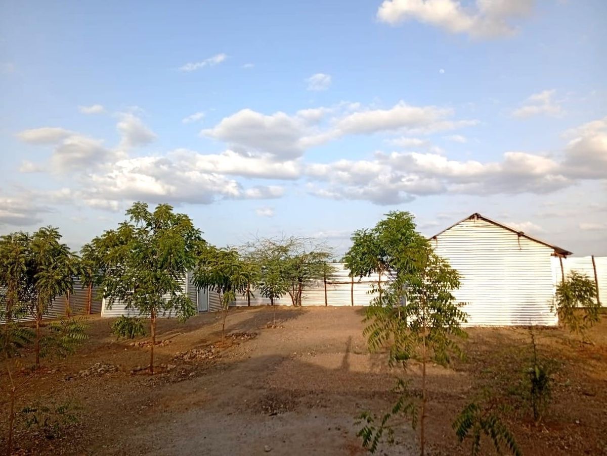 Trees of Hope Takes Root in Kakuma and Kalobeyei