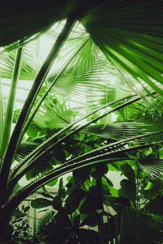 ☀️ Sunlight Reduces Inflammation — So You Can Lead Without Burnout