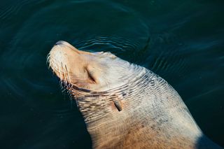 😴 Sleep Is a Business Strategy — Not a Luxury (even sea lions do it!)