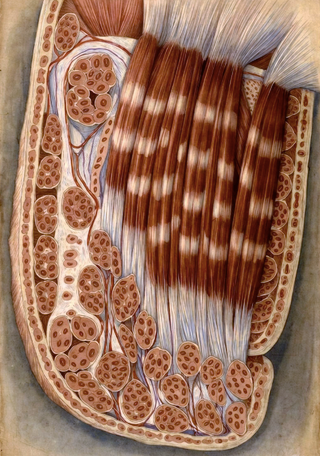 The Shocking Organ That Determines Our Quality Of Life