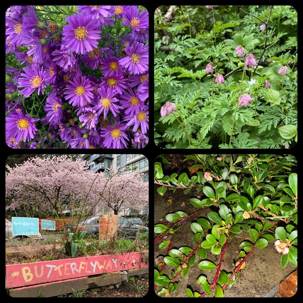 Embracing Kitsilano's Native Flora: A Haven for Pollinators​