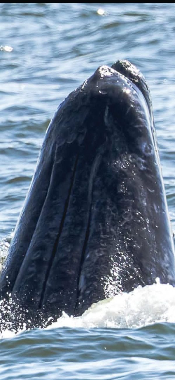 Little Patch” the Grey Whale Makes a Splash in English Bay