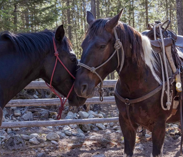Sea to Sky Horseback Adventures Await