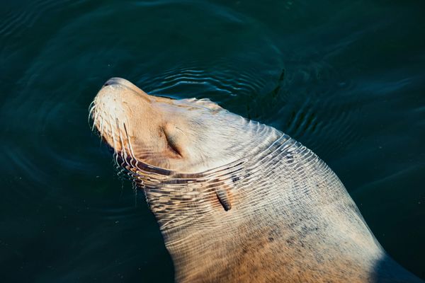 😴 Sleep Is a Business Strategy — Not a Luxury (even sea lions do it!)