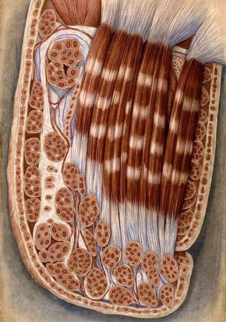 The Shocking Organ That Determines Our Quality Of Life