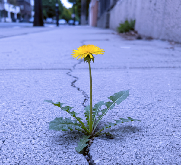 A Dandy Contradiction