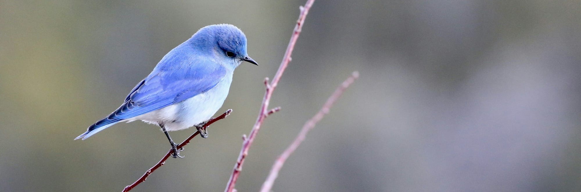blue and white bird photography