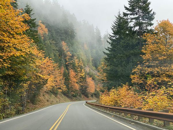 Foggy road curving into the unknown.