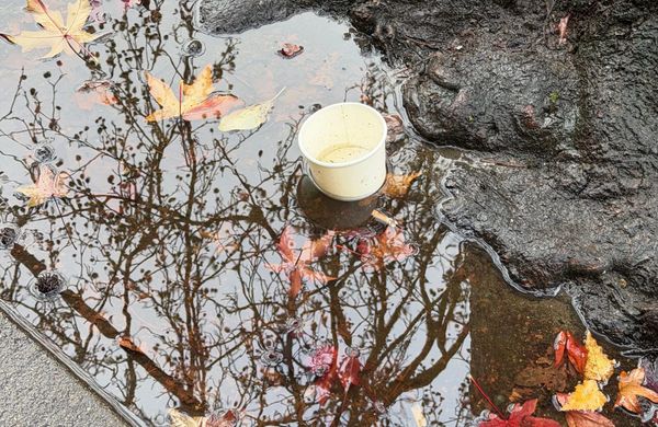 Discarded paper cup in a puddle with reflections of foliage in the water.