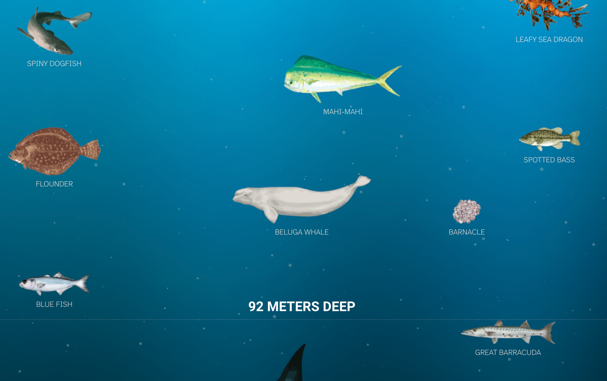 An underwater scene illustration displays various marine animals against a blue ocean background. The image shows multiple sea creatures positioned at different levels, each labeled with white text identifying the species.  In the upper portion, there is a "SPINY DOGFISH" (a gray shark-like fish) on the left, a "LEAFY SEA DRAGON" (an orange, ornate creature with leaf-like appendages) on the upper right, and a "MAHI-MAHI" (a bright green and yellow fish) in the center-top area. The middle section features a "FLOUNDER" (a brown spotted flatfish) on the left, a white "BELUGA WHALE" in the center, a small "SPOTTED BASS" on the right, and a round, spiky "BARNACLE" nearby. The lower portion shows a "BLUE FISH" on the left and a "GREAT BARRACUDA" (an elongated silver fish with spots) on the right.  At the center-bottom of the image, large white text reads "92 METERS DEEP." Small white dots are scattered throughout the blue background, suggesting bubbles or marine particles. The blue background gradually becomes slightly darker toward the bottom, creating a sense of ocean depth.  (ALT Text by Claude AI)