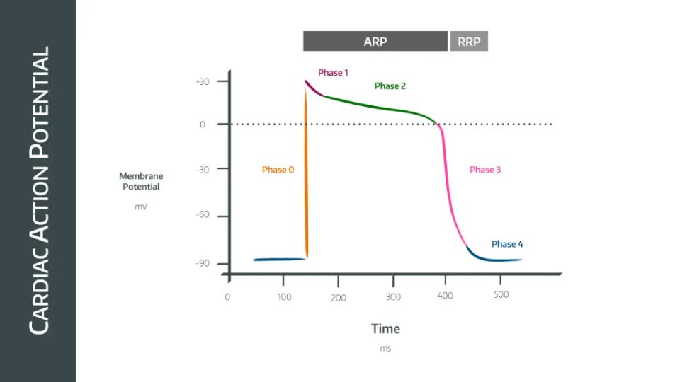 The Cardiac Action Potential