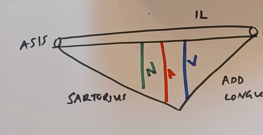 Femoral Triangle
