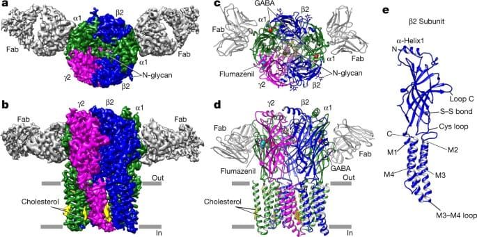 The GABA Receptor