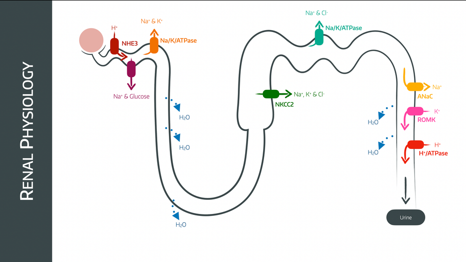 Understanding sodium and the kidney