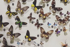 Fly Me to the Love