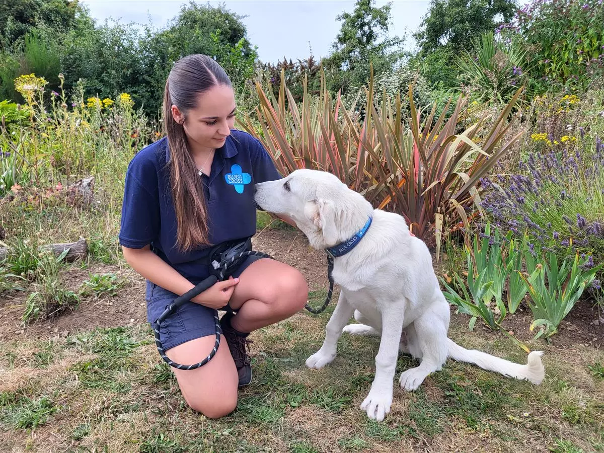 Phoenix with her handler