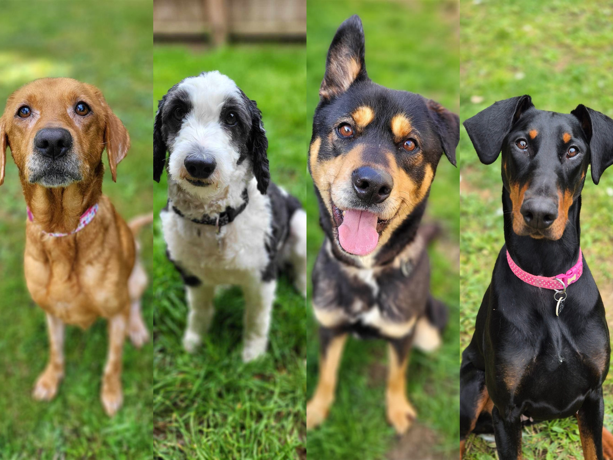 Four rescue dogs