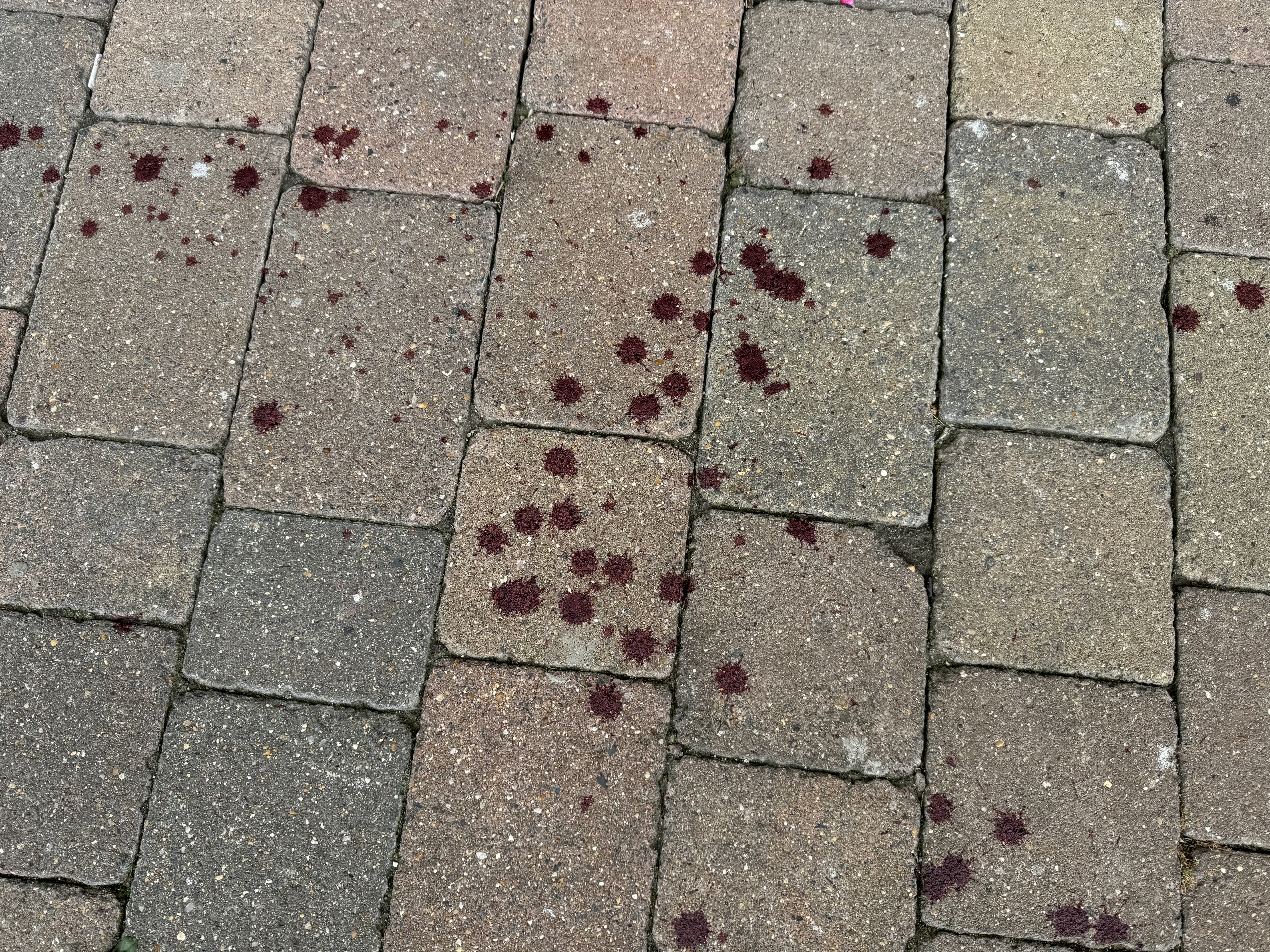Blood on a pavement