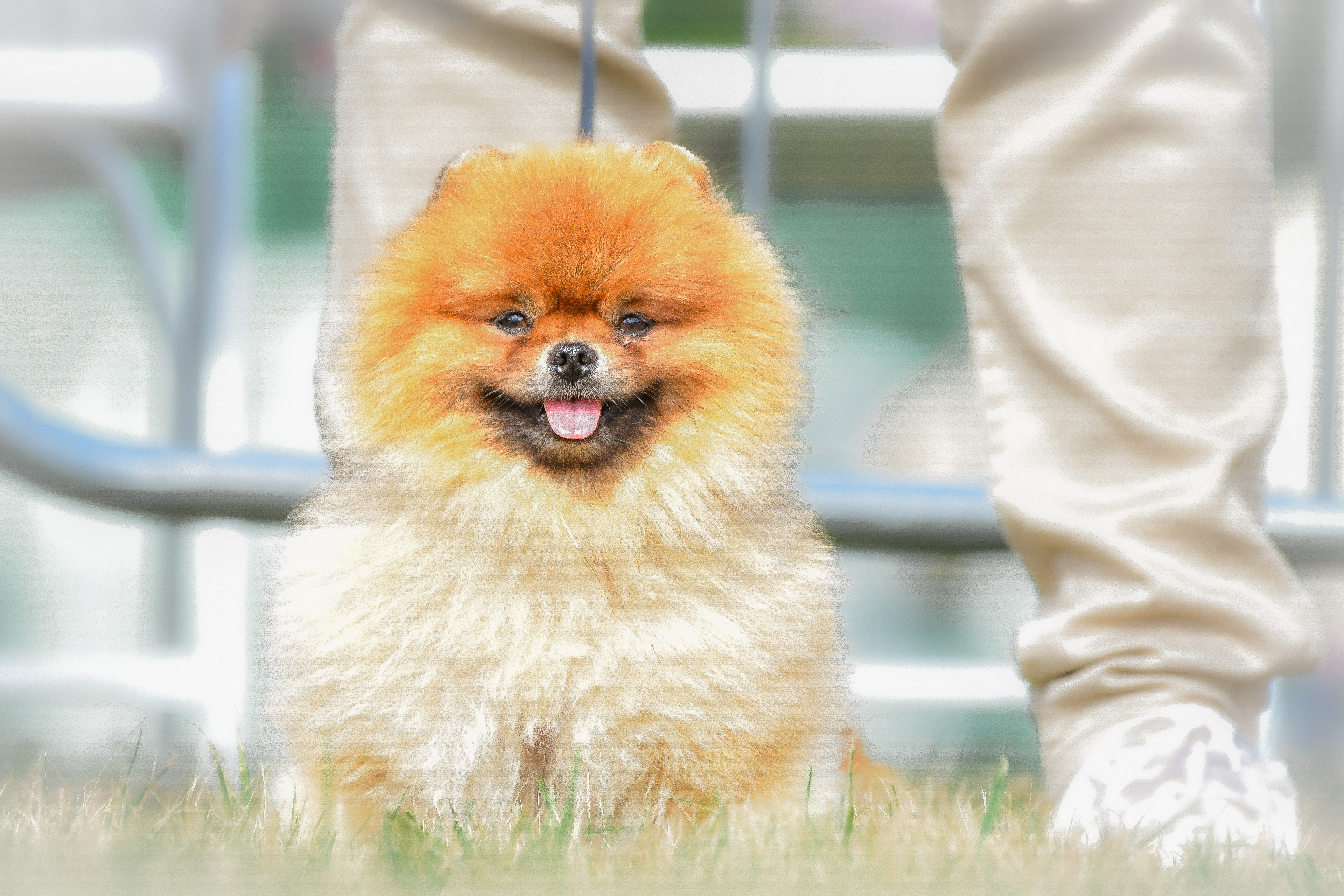 A dog