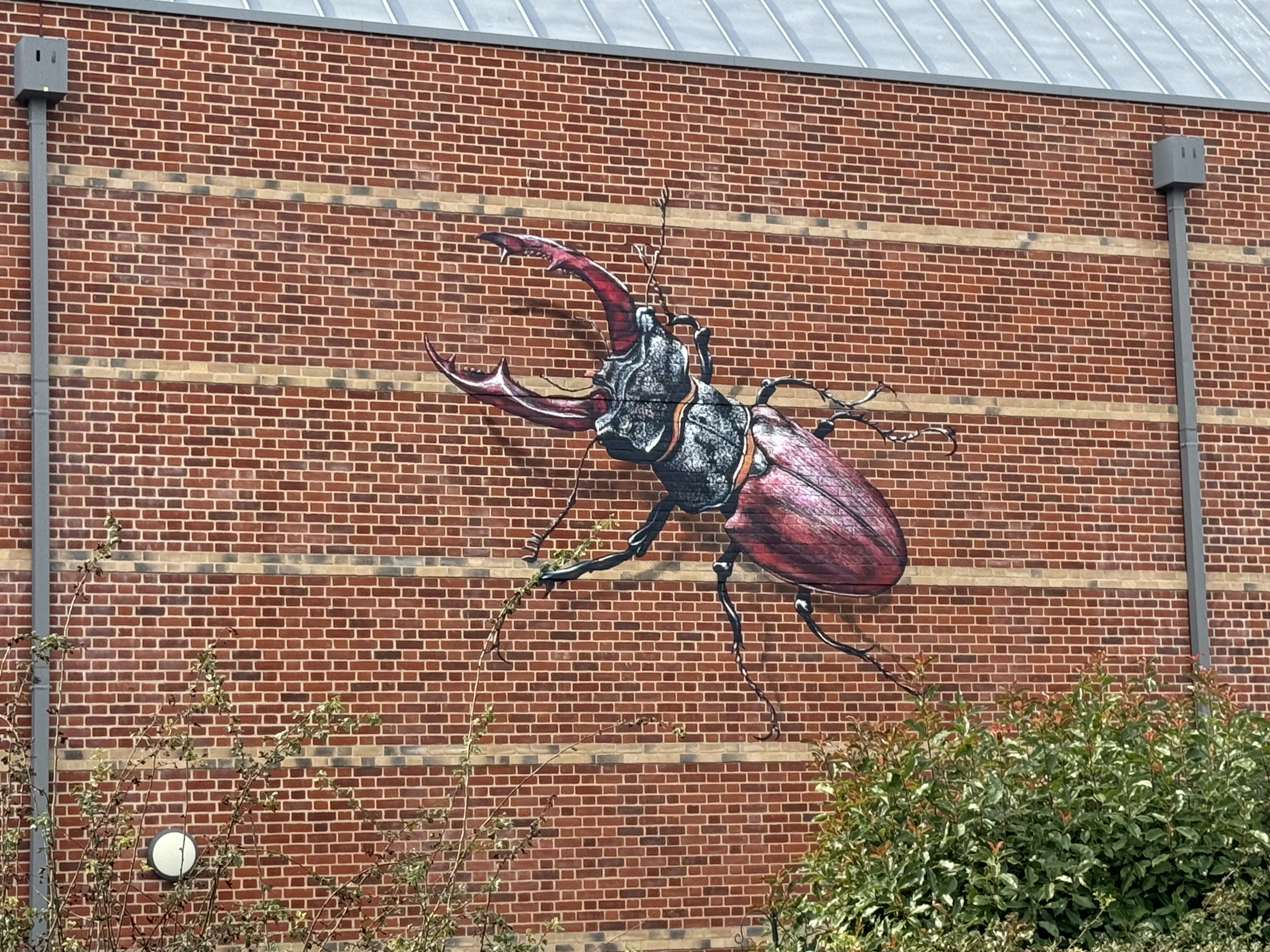 ‘Stag Beetle’ by ATM on the Suffolk Archives/The Hold building in 2023