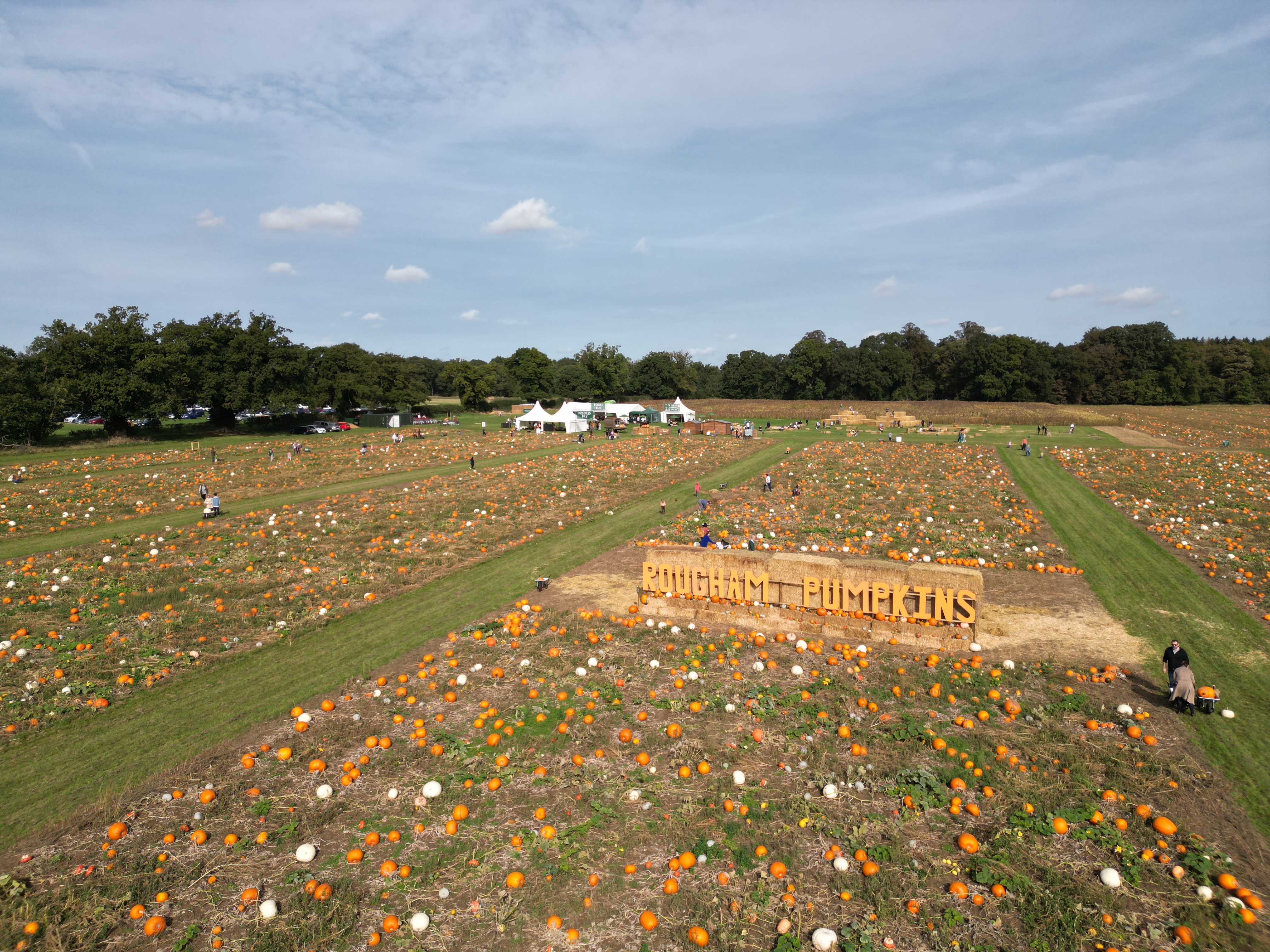 Rougham Pumpkin Patch