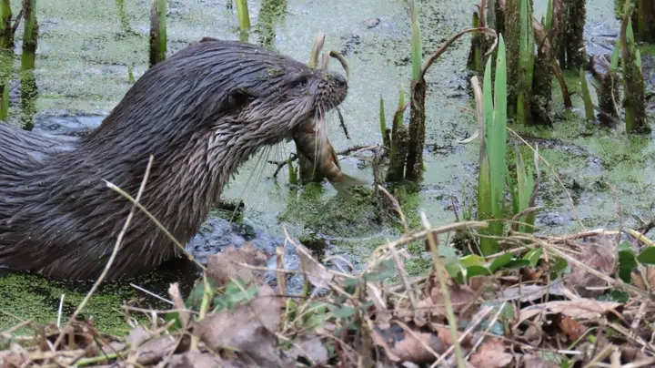 An otter captured at Holywells Park Nature Reserve in Ipswich