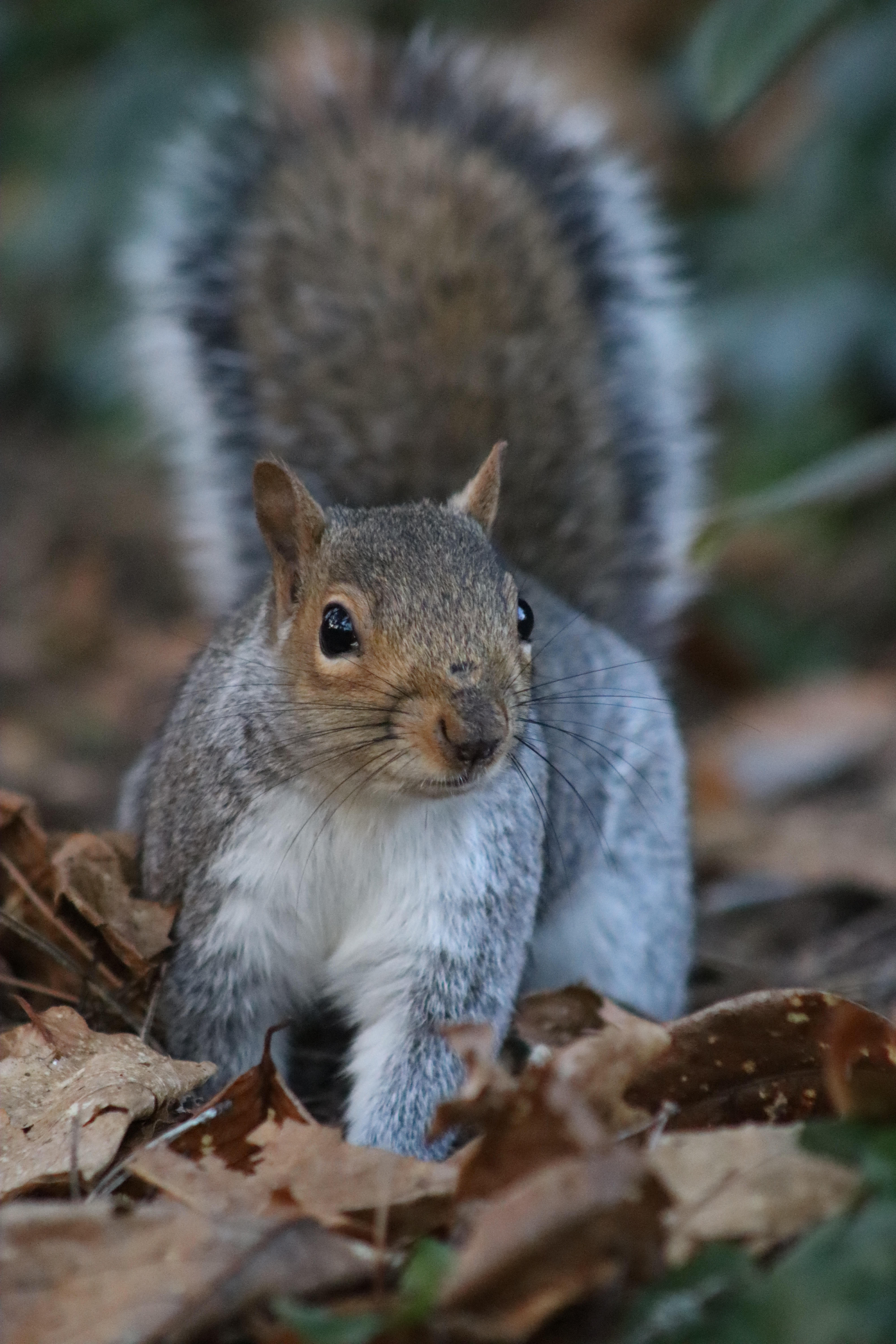 A grey squirrel captured at Christchurch Park in Ipswich