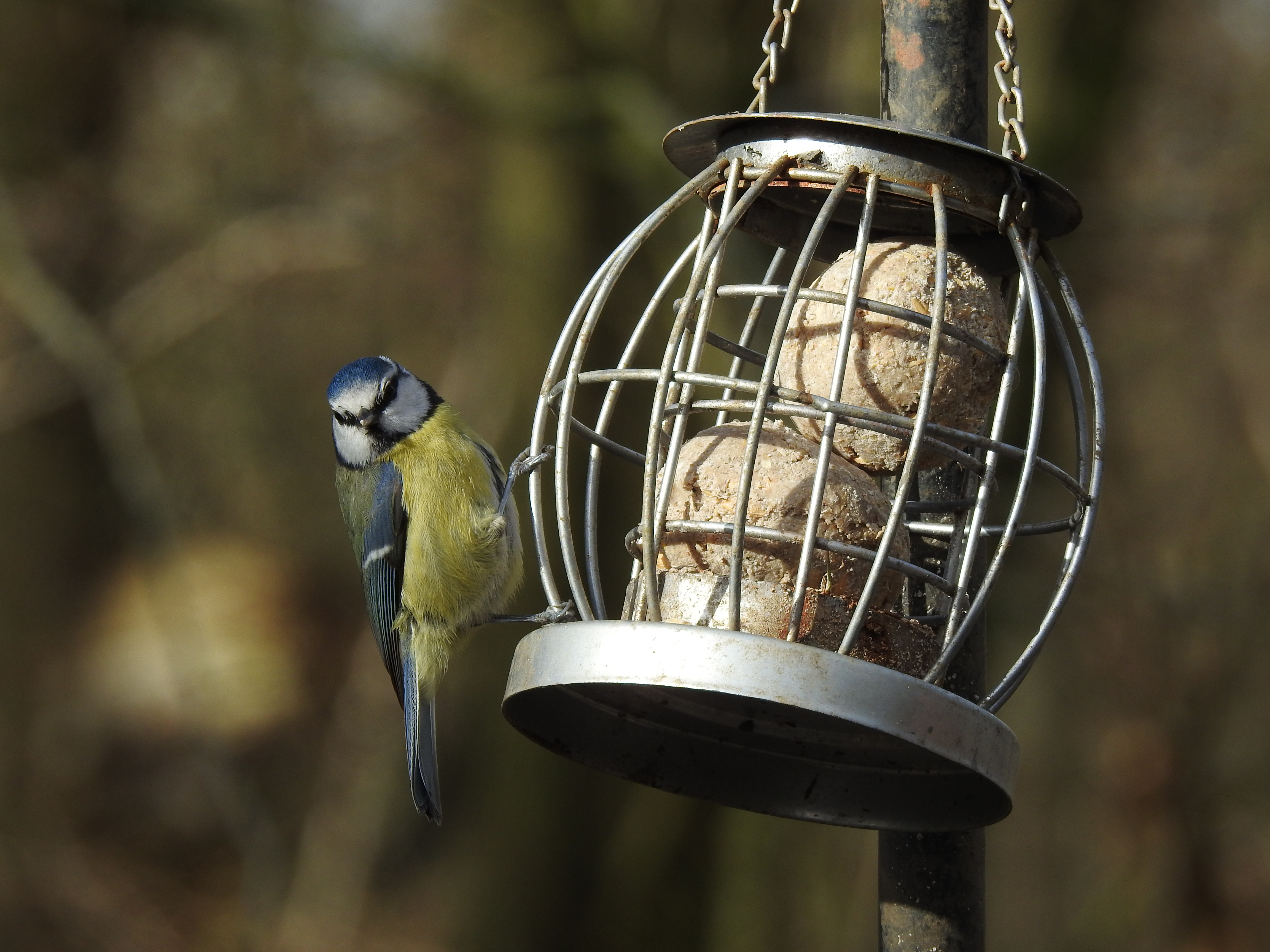 A Eurasian blue tit in Whitton, Ipswich