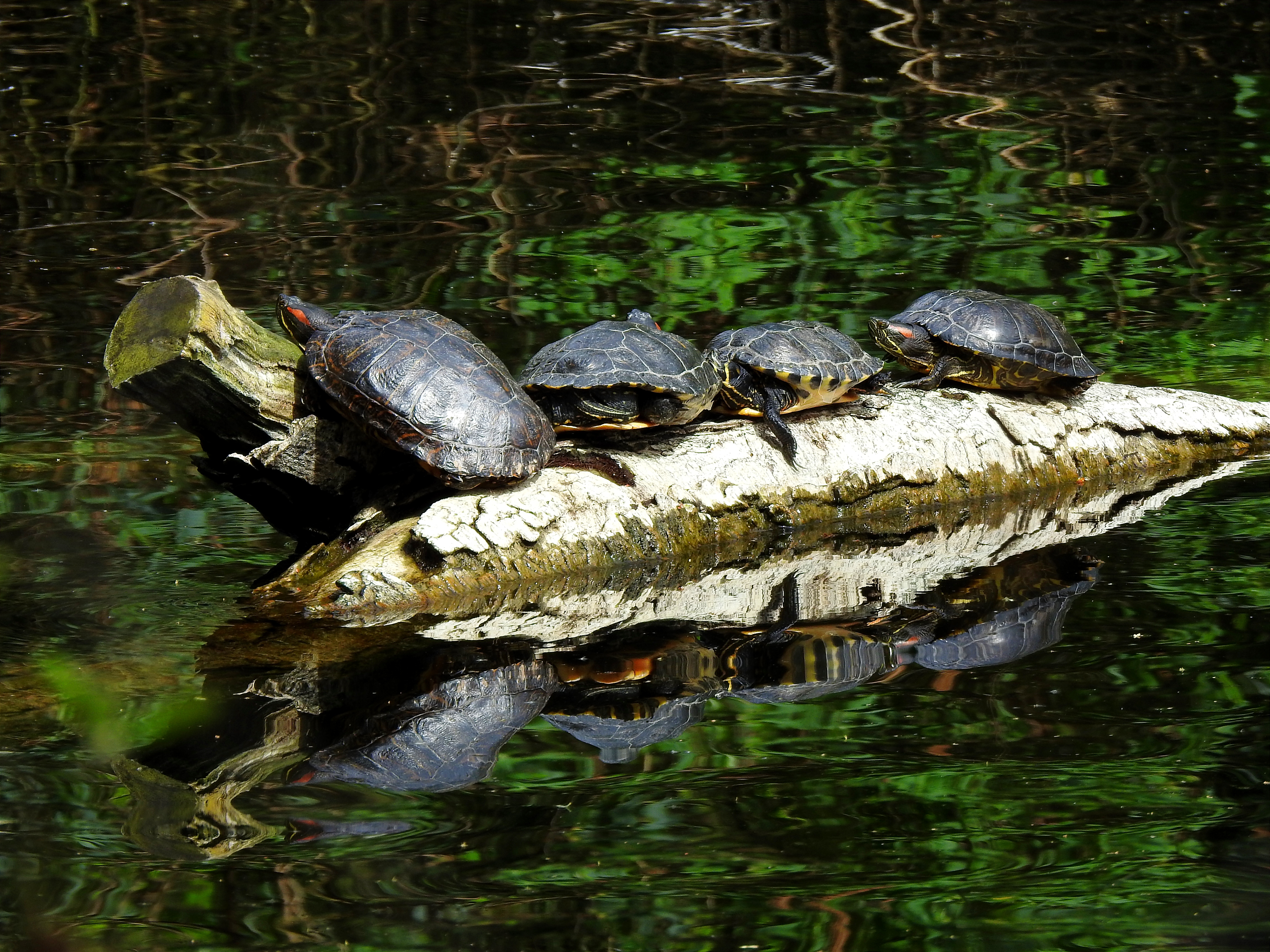 The red-eared slider turtle in Christchurch Park, Ipswich