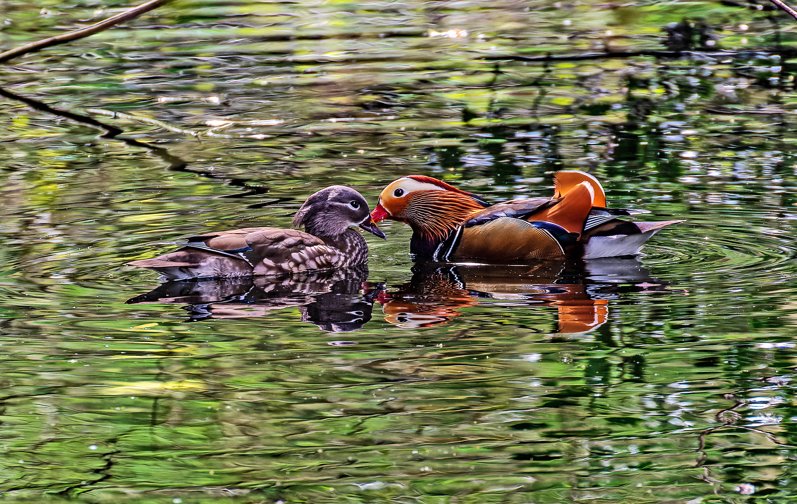 Mandarin Ducks at Christchurch Park, Ipswich