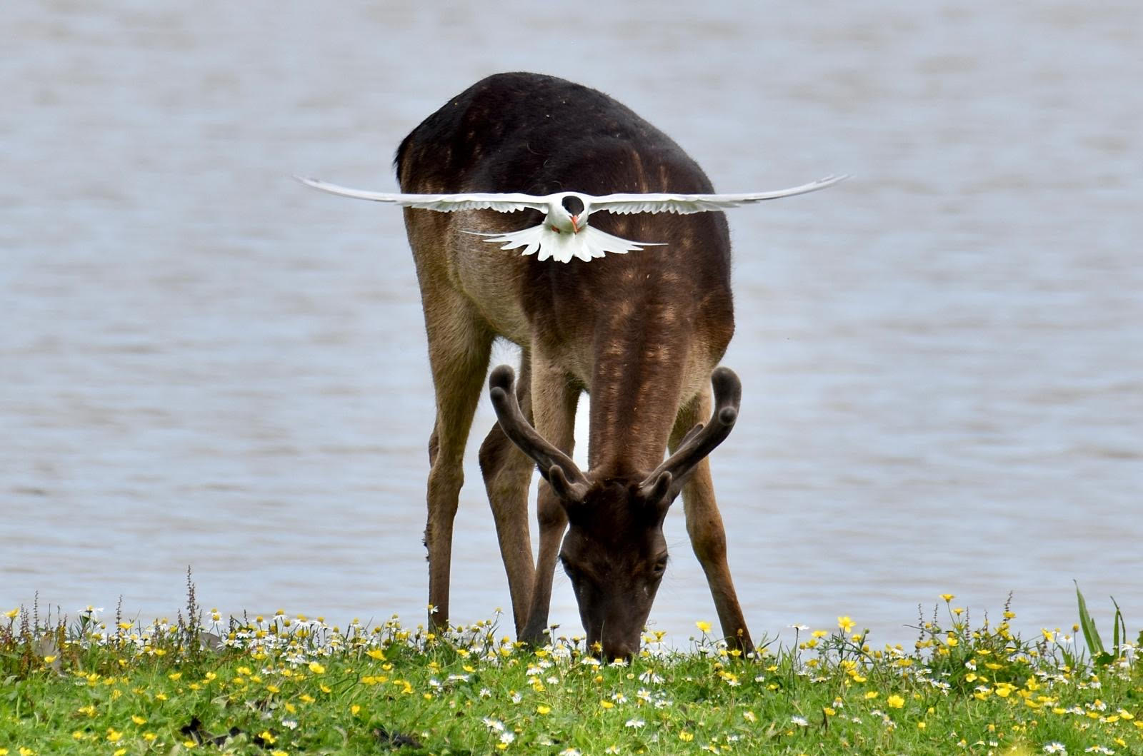 A fallow deer and common tern at Trimley Marshes Nature Reserve