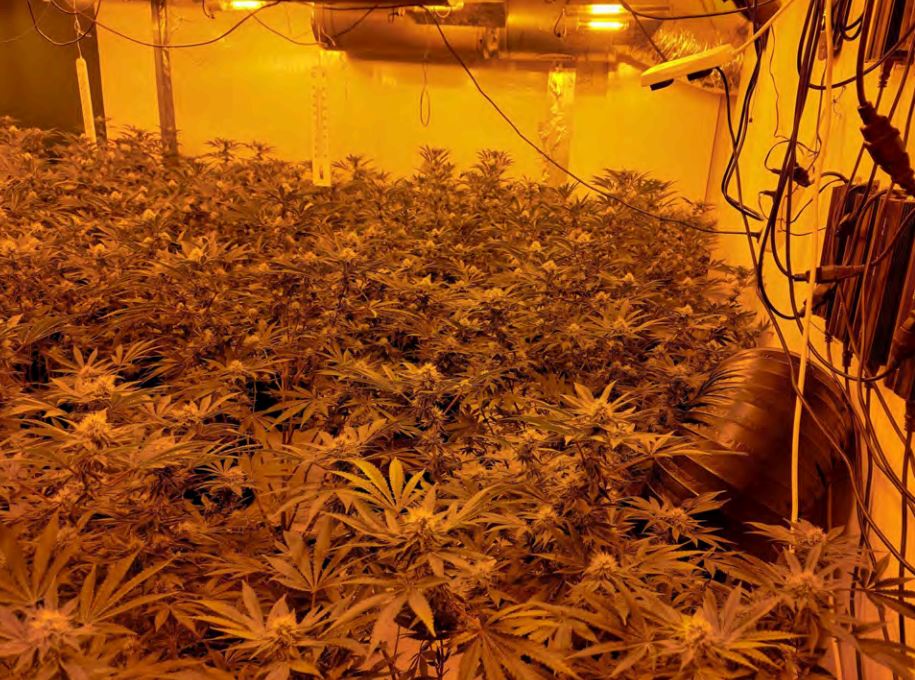 Hadleigh cannabis farm