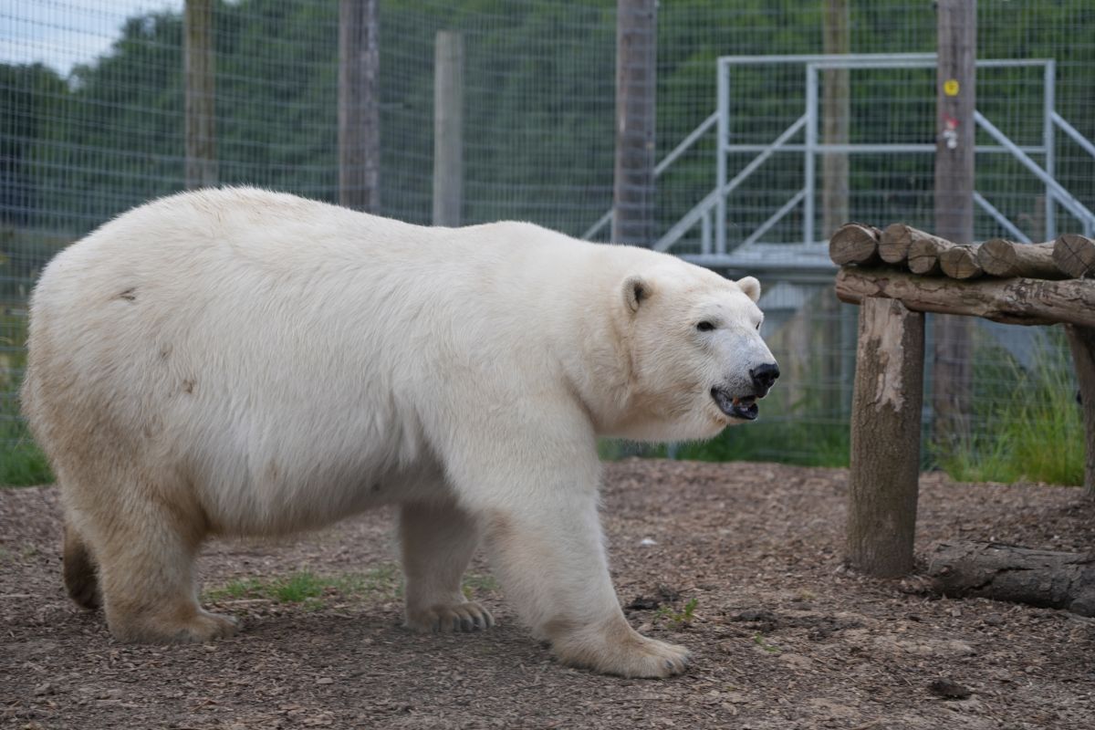 Polar bear Hope at Jimmy's Farm in Ipswich