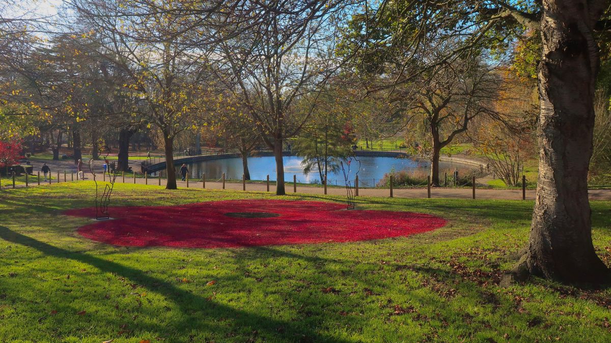 A big red poppy in the grass ready for the Remembrance Service at Christchurch Park in 2020